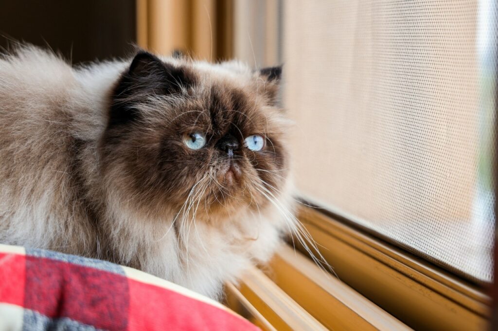 Himalayan cat