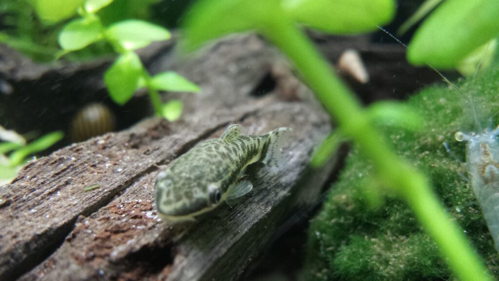 Otocinclus_Catfish