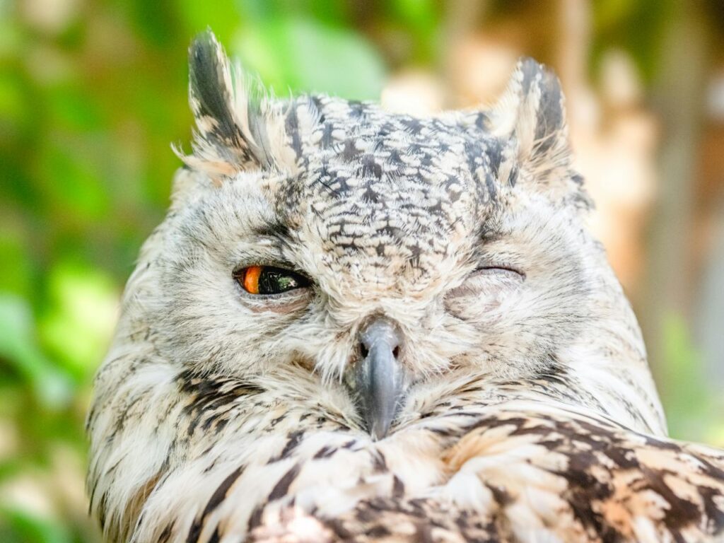 Owl Blinking