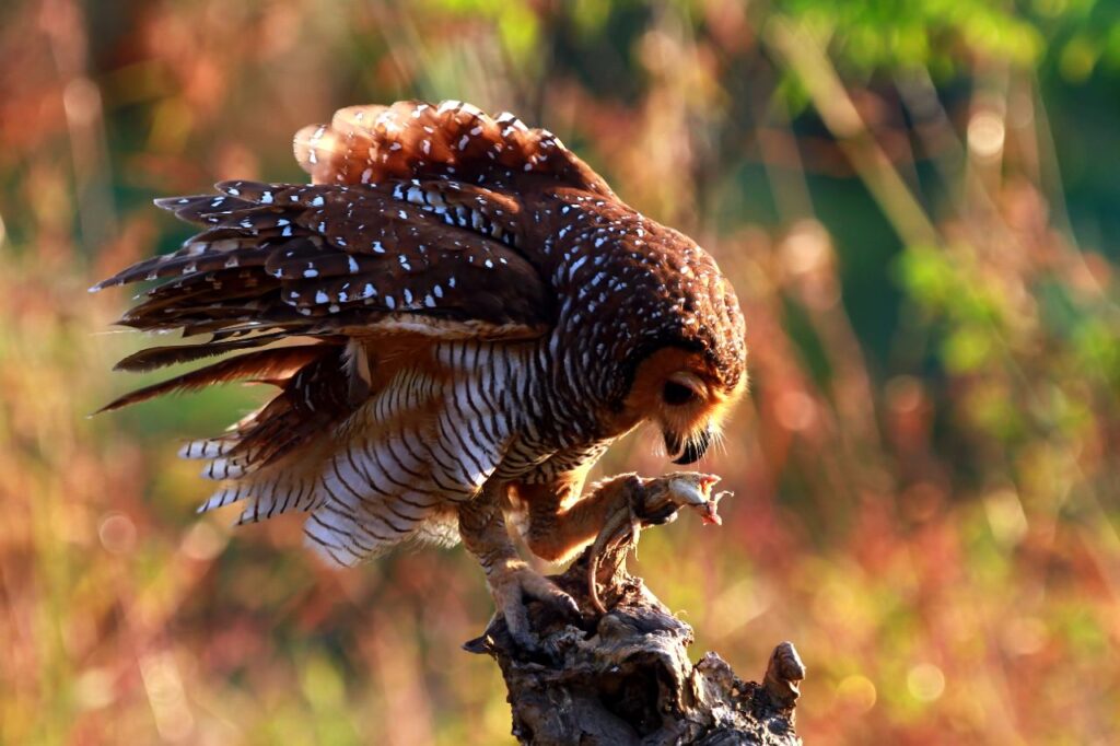 Owl Swallowing Prey