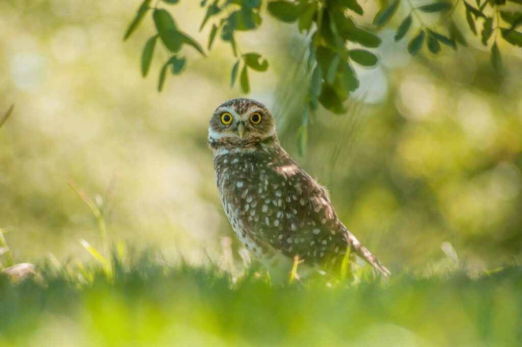 Owl on Grass