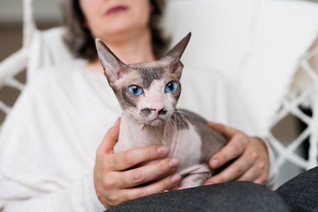Pet insurance