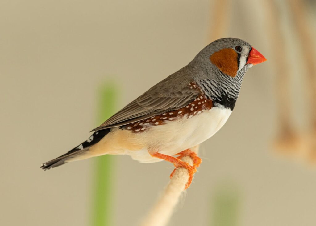 Zebra Finch