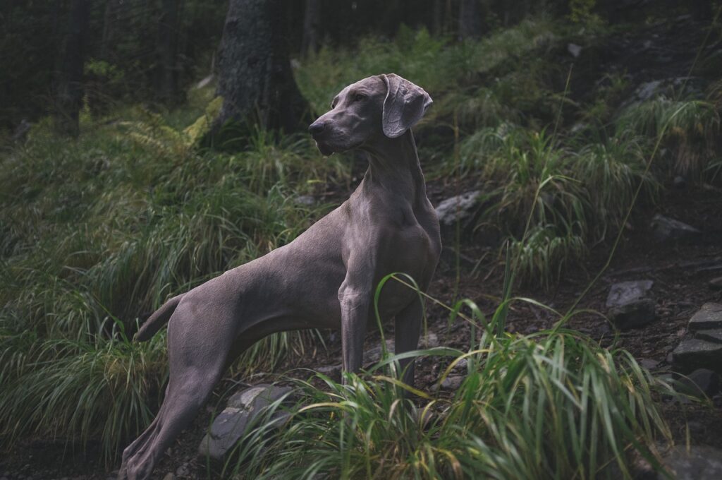 Weimaraner 