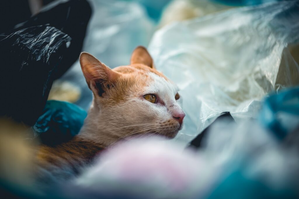 Cat among bags