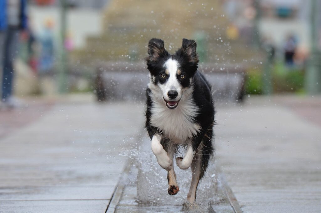 A Border Collie charging at us