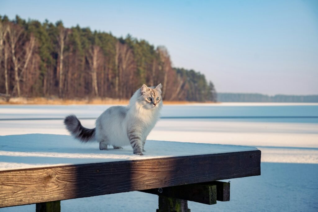 Siberian cat