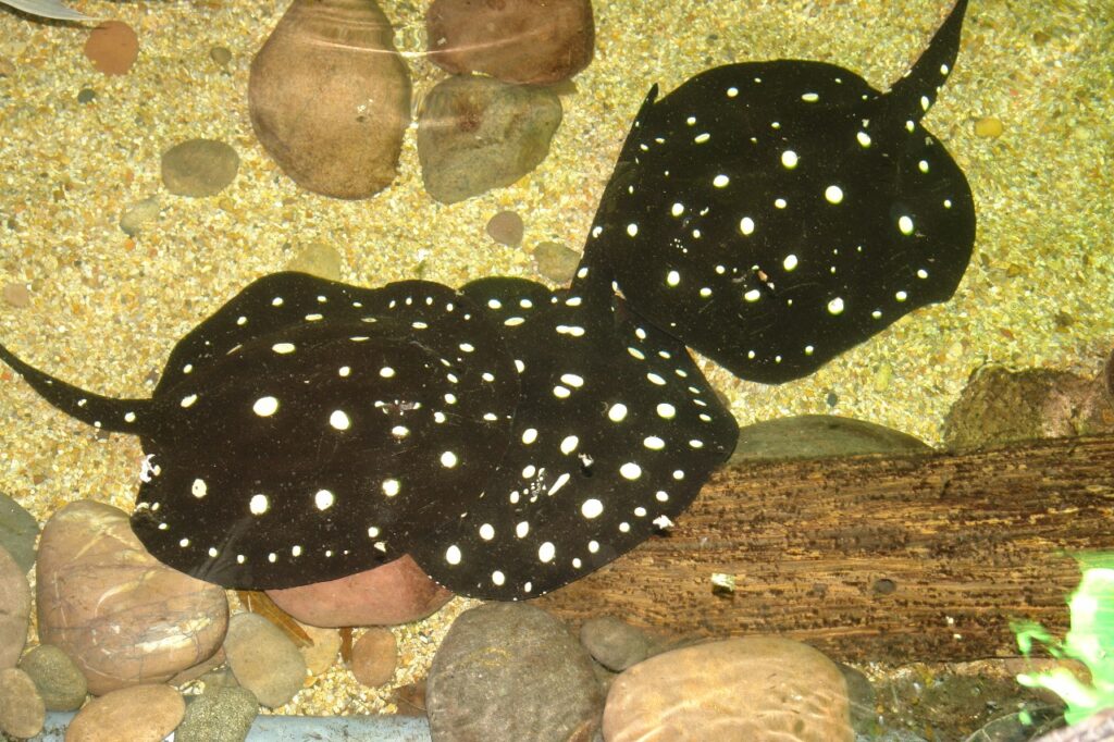 Freshwater Polka Dot Stingray