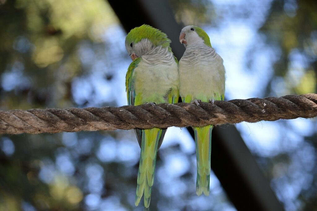A Pair of Lovebirds