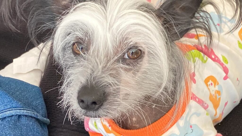 Chinese Crested