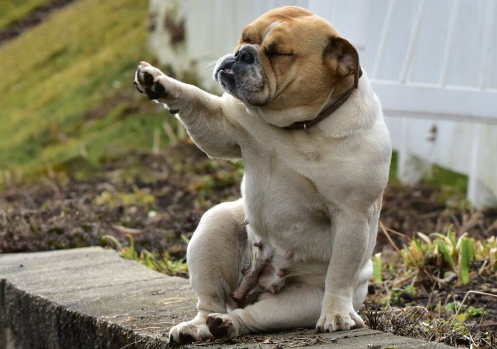 Bulldog Funny Pose