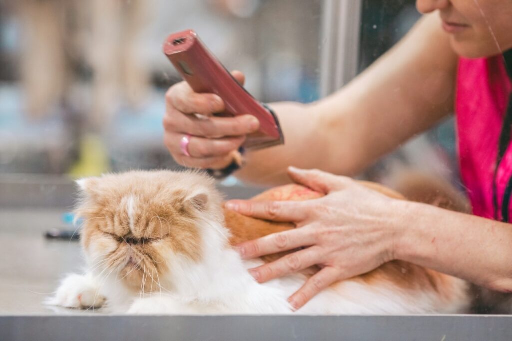 Persian cat grooming