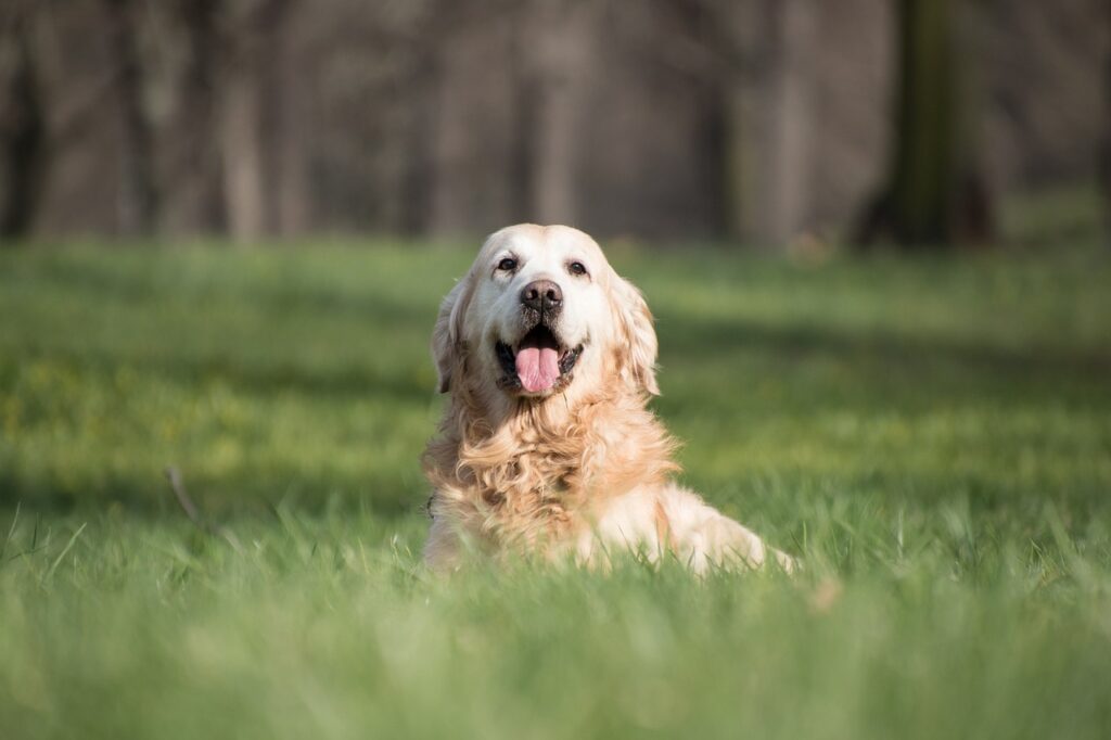 A Golden Retriever peering