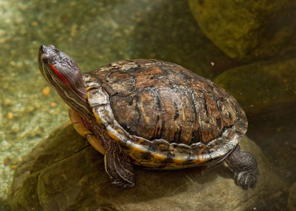 Red eared slider