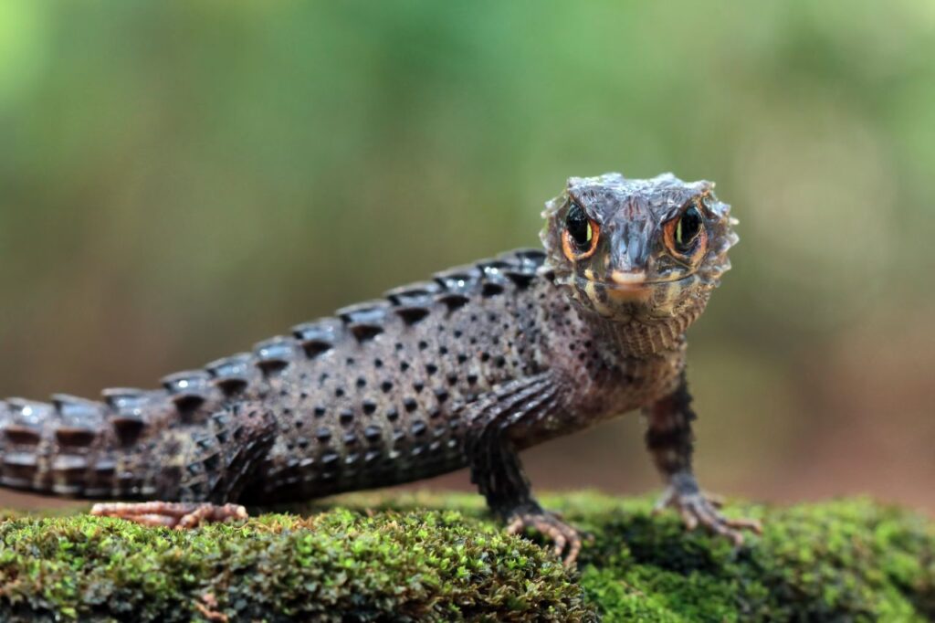 Red-eyed crocodile Skink