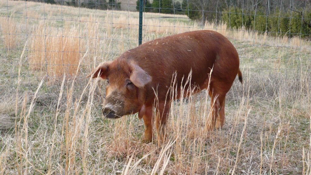 Red Wattle Pig