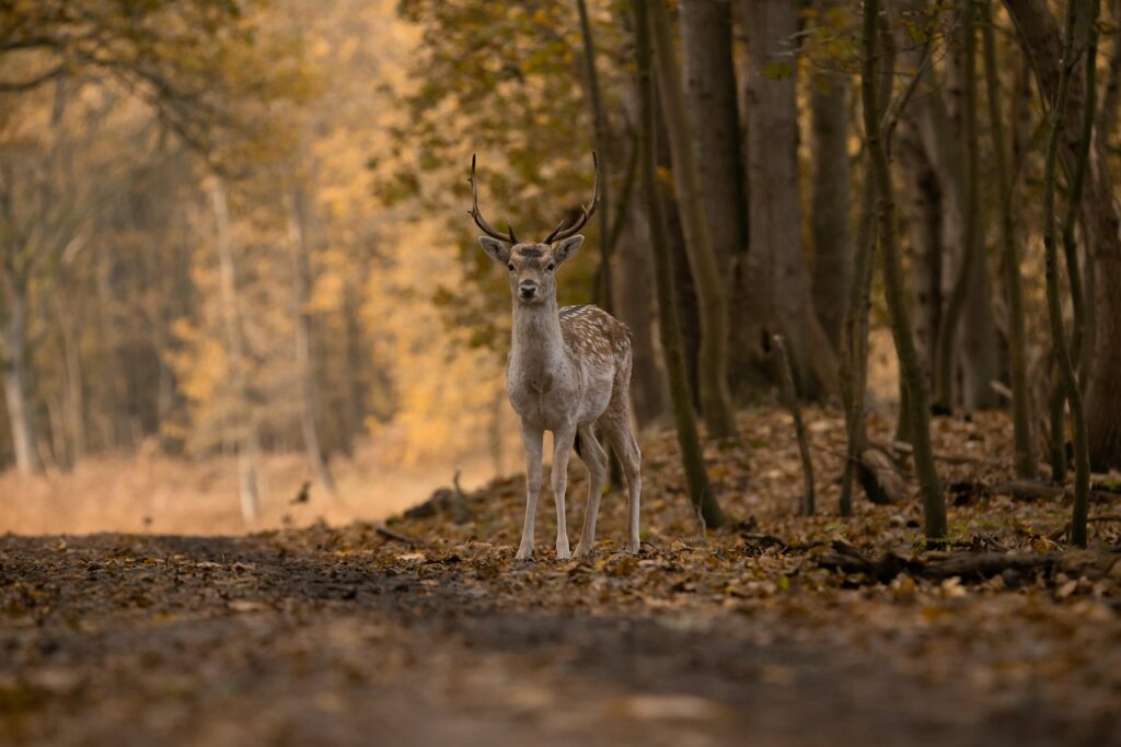 A Fallow Deer