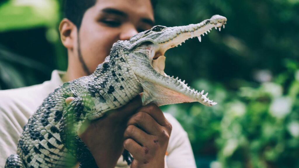 American alligator