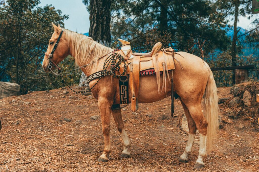 Palomino Stallion