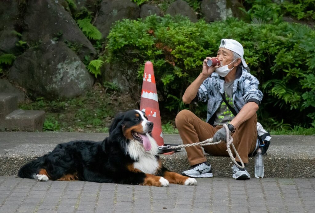 Bernese Mountain Dog