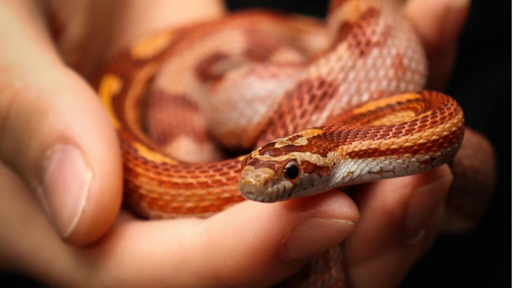 Corn snake