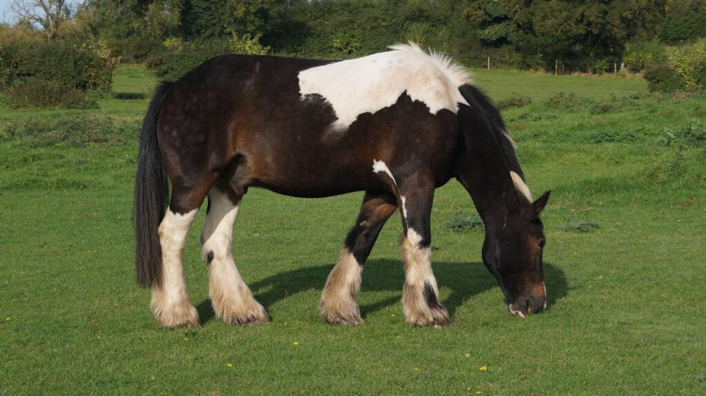 Shire Horse