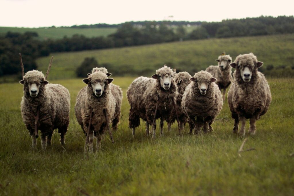 Ryeland Sheep