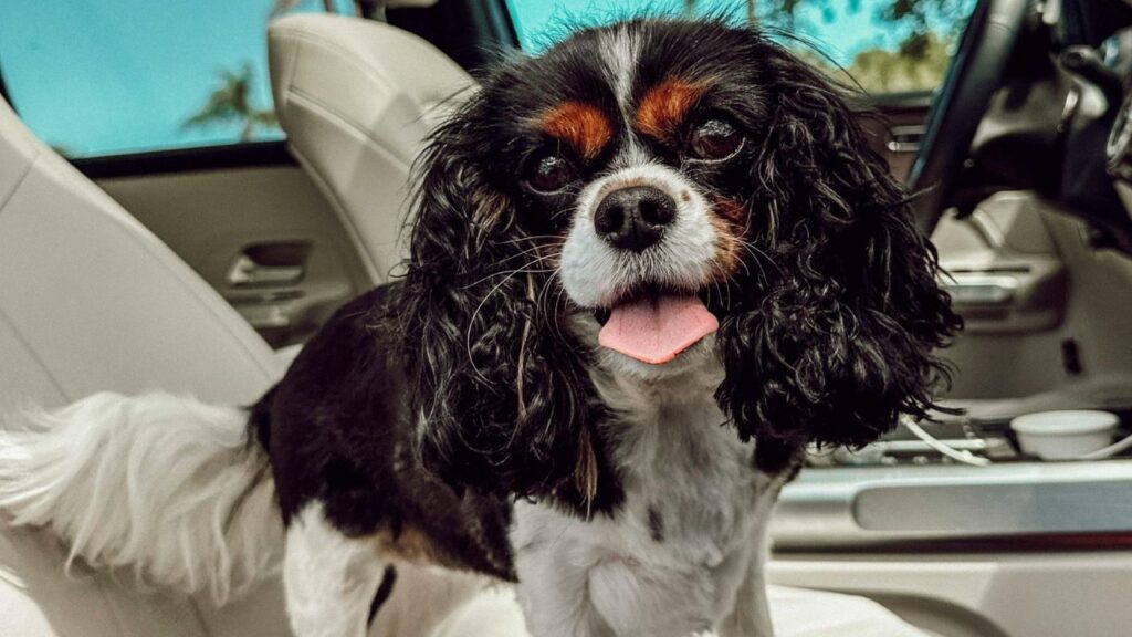 Cavalier King Charles Spaniel inside car (traveling)