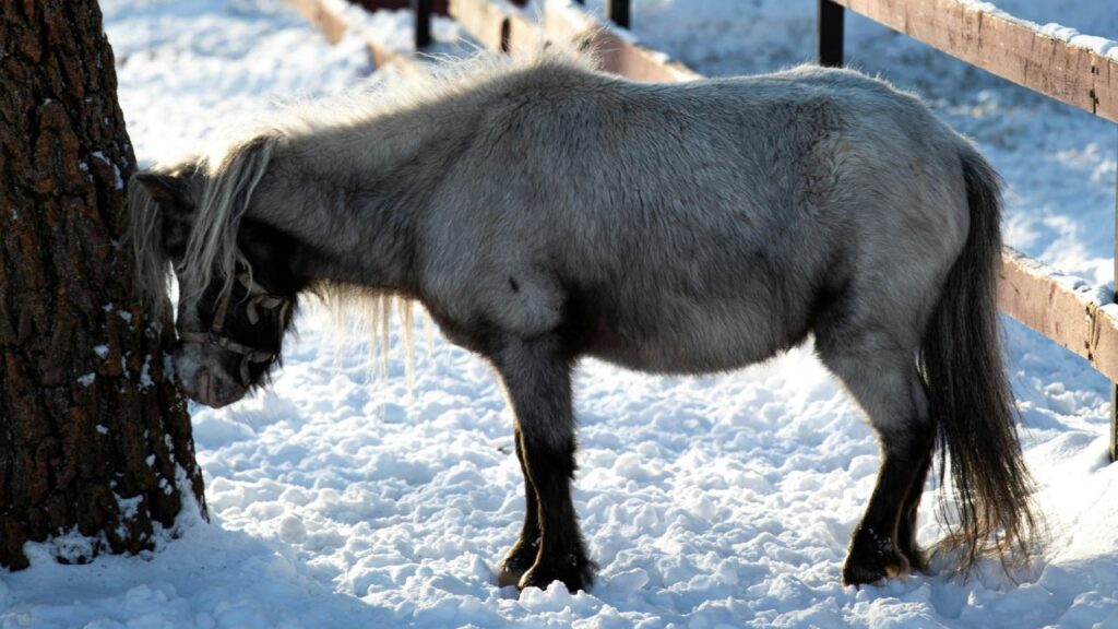 Yakutian Horse