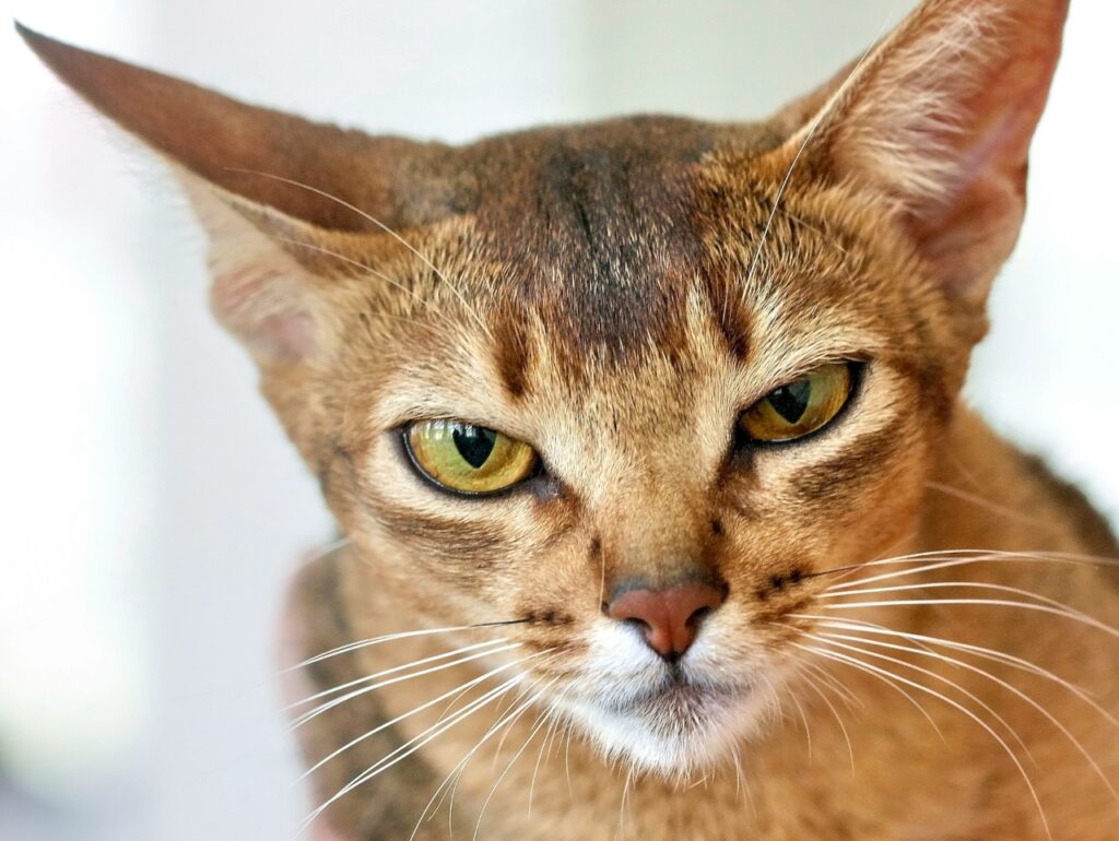Abyssinian cat