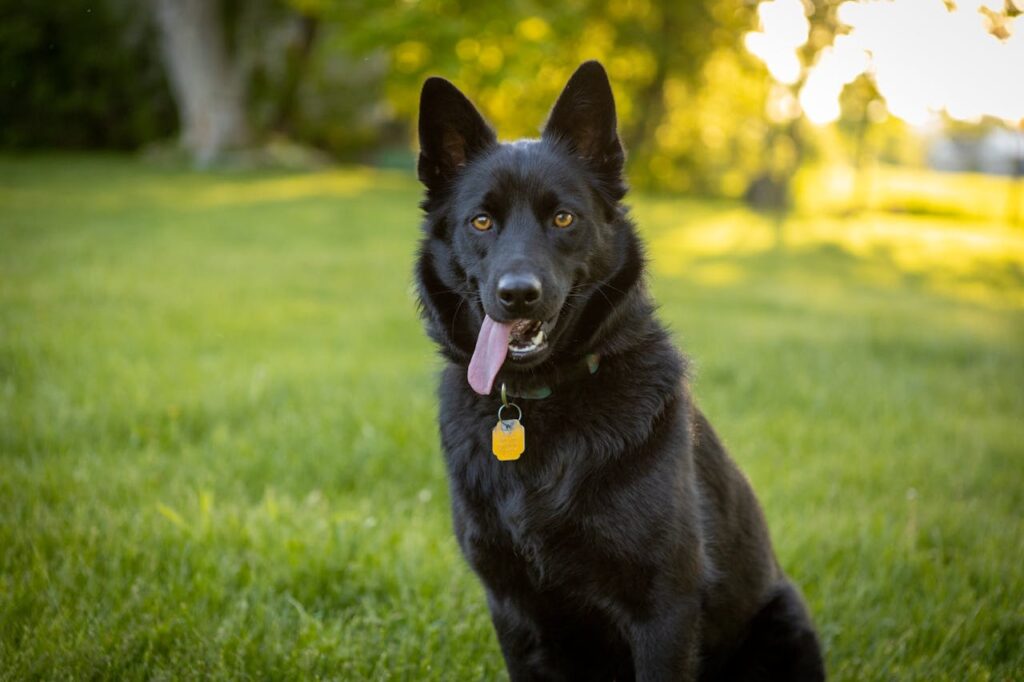 Schipperke dog