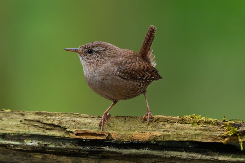 Wren
