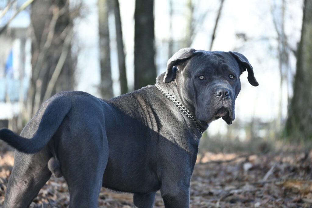 Cane Corso