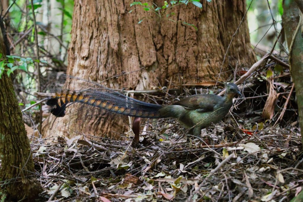 Lyrebird