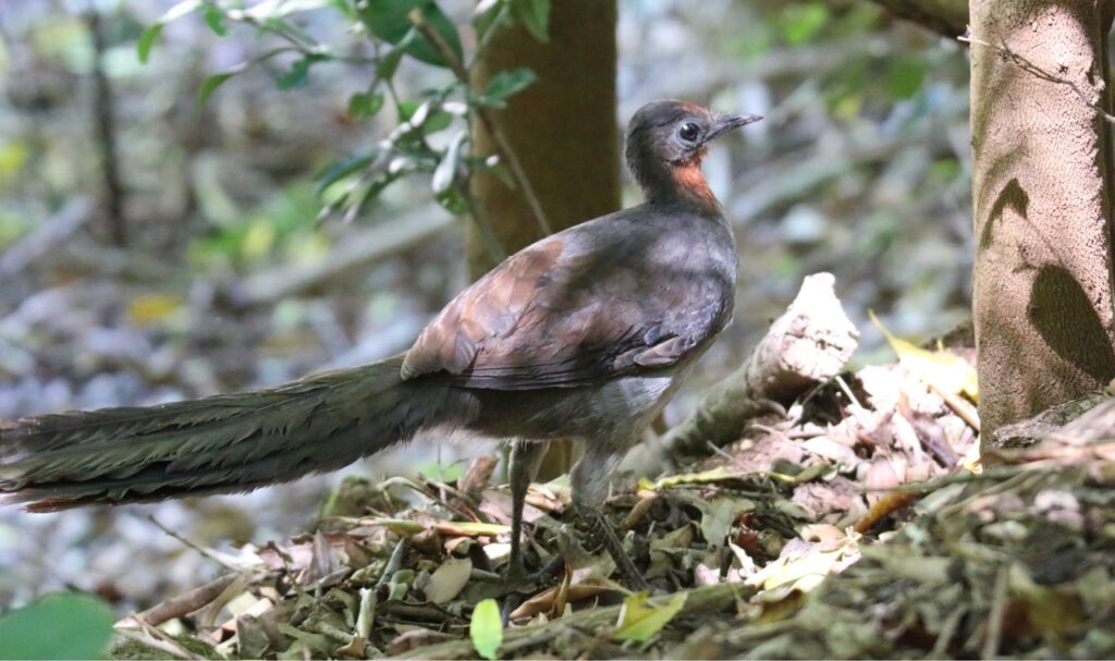 Superb_Lyrebird