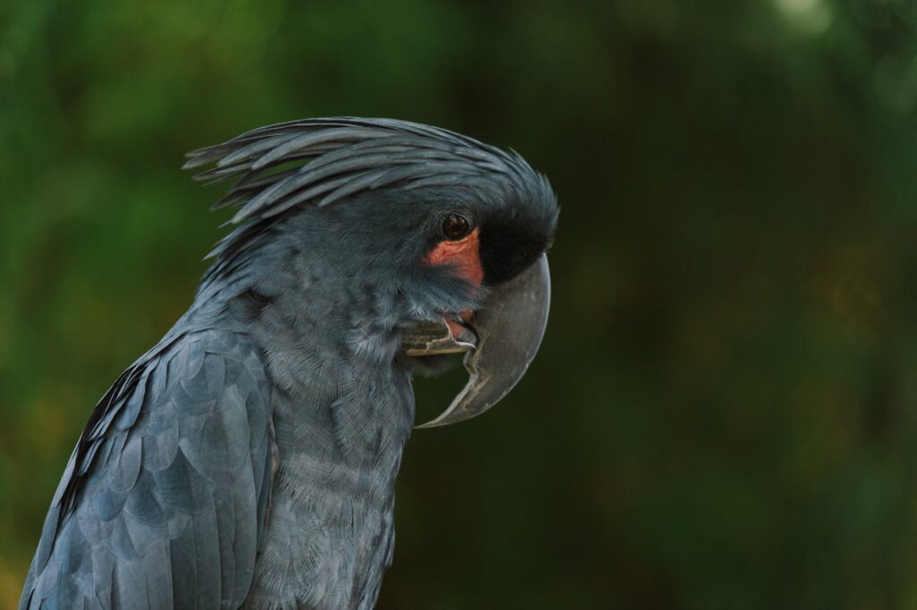 black palm cockatoo
