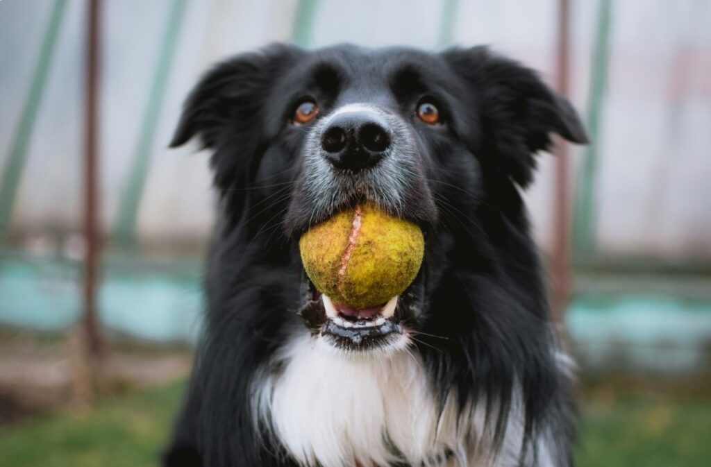 Dog chew tennis ball