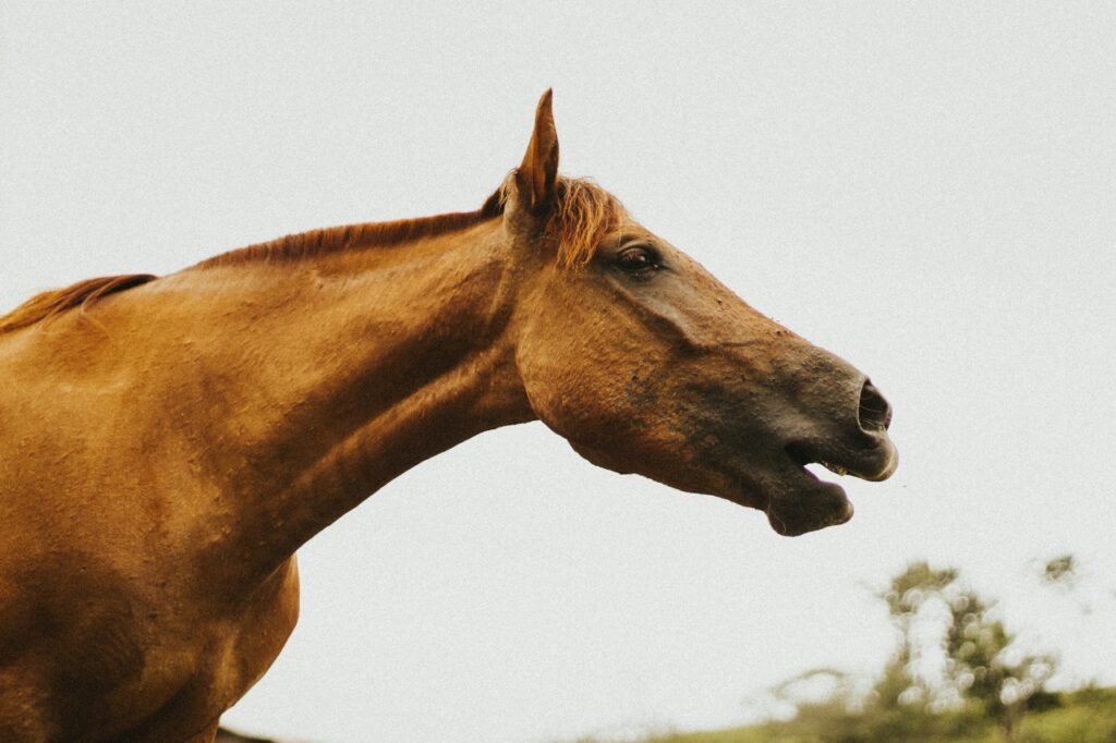 Horse in outdoor