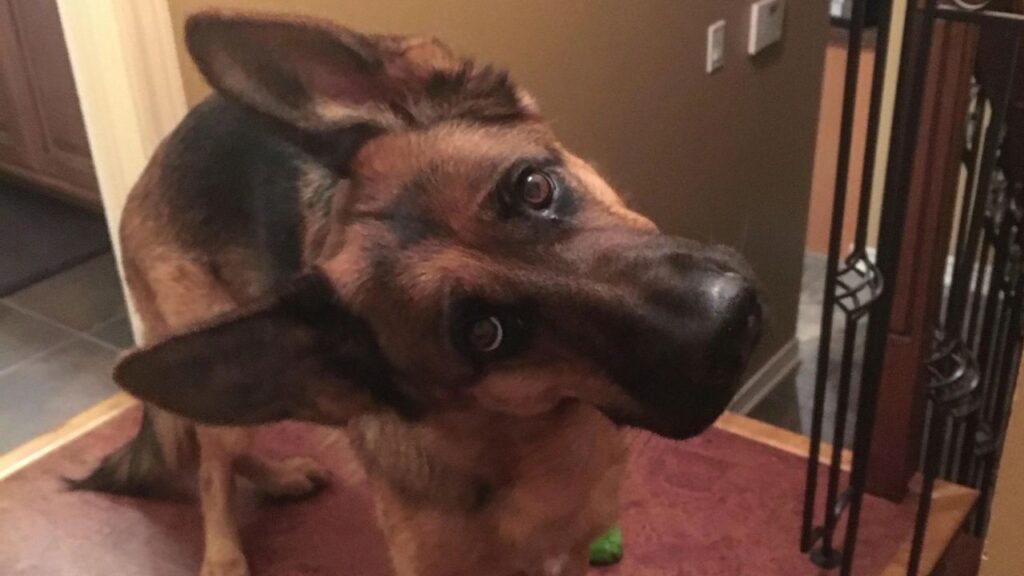 Dog tilting his head