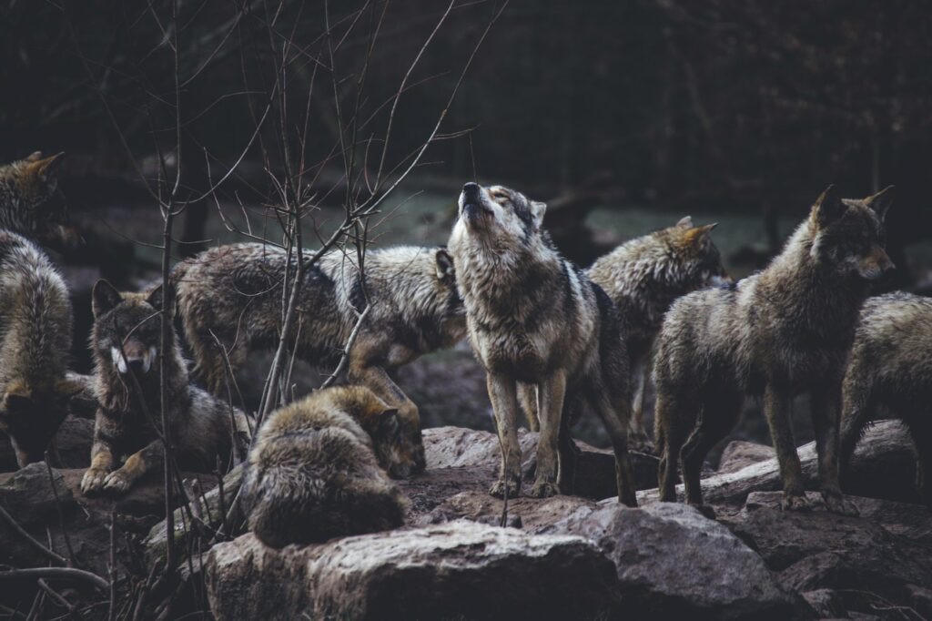 Pack Of Wolves