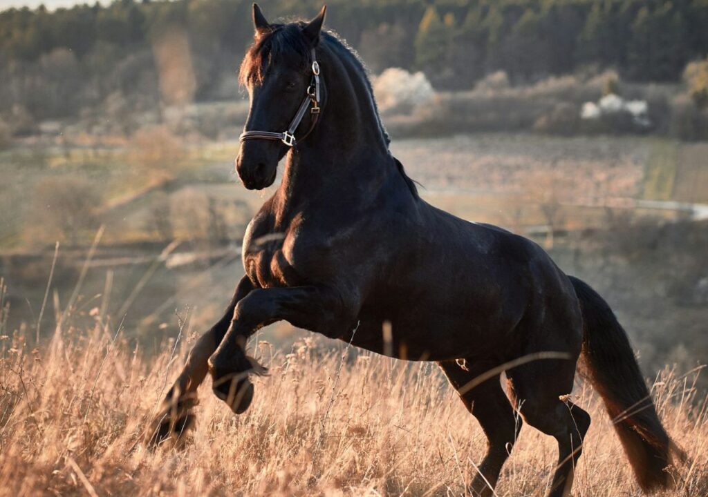 Friesian Horse