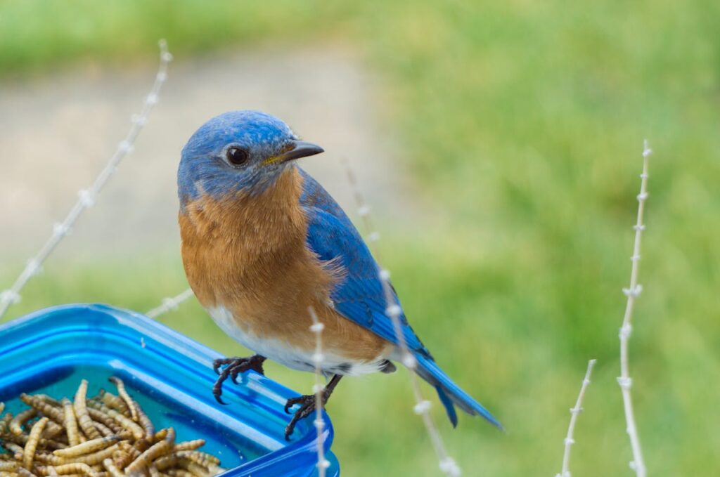 Bluebird