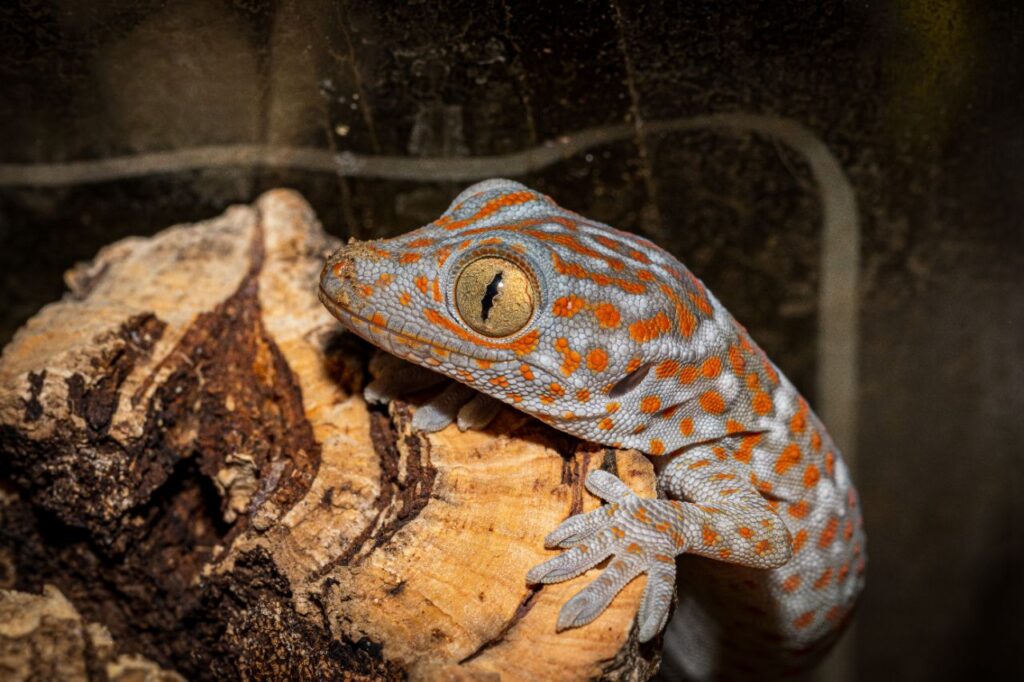 Tockay Gecko