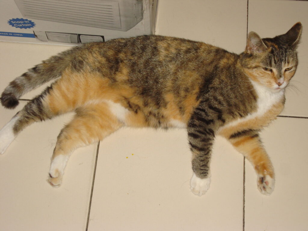 Ginger American shorthair