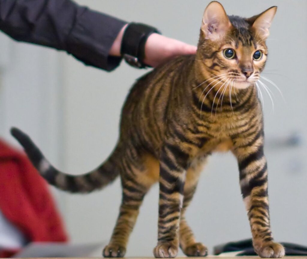 Toyger