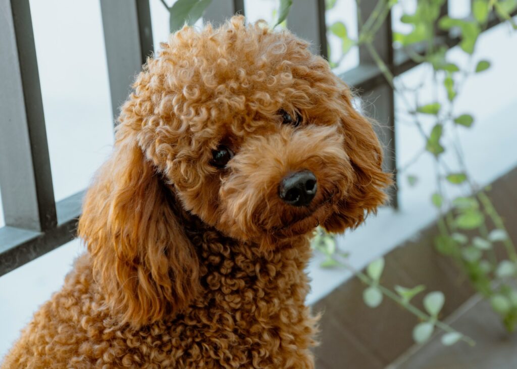 Poodle