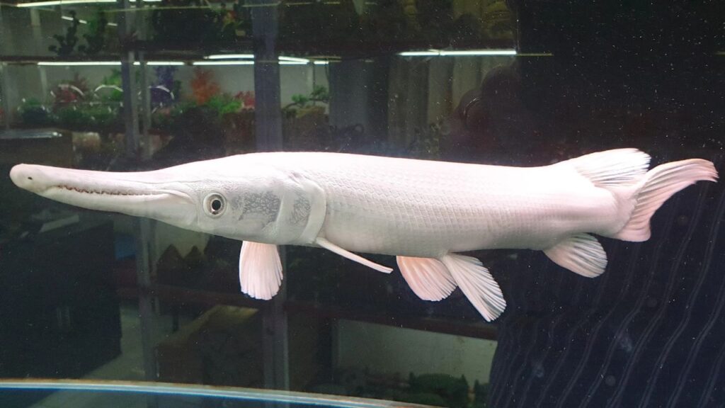 Platinum alligator gar