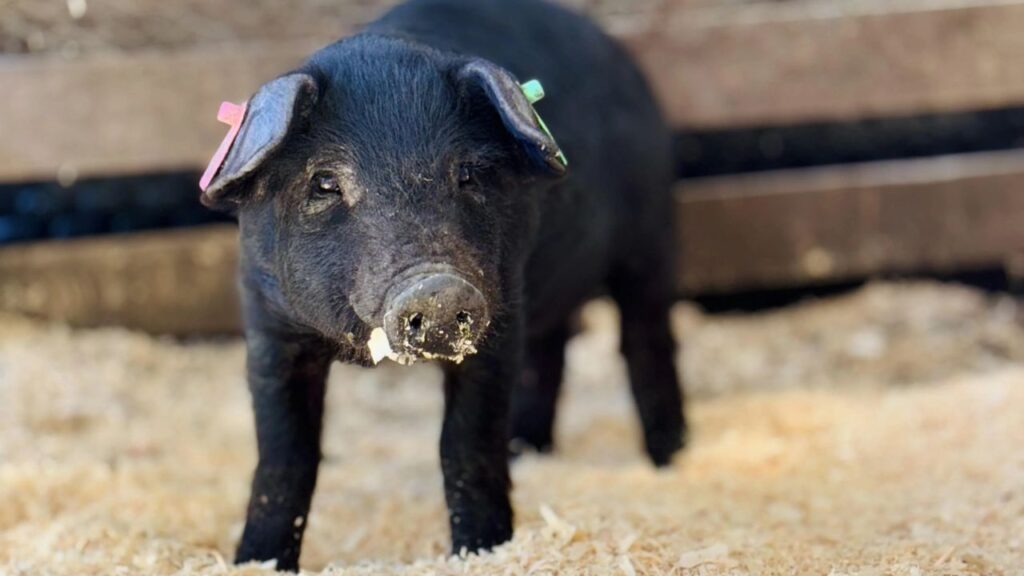 Mulefoot Pig