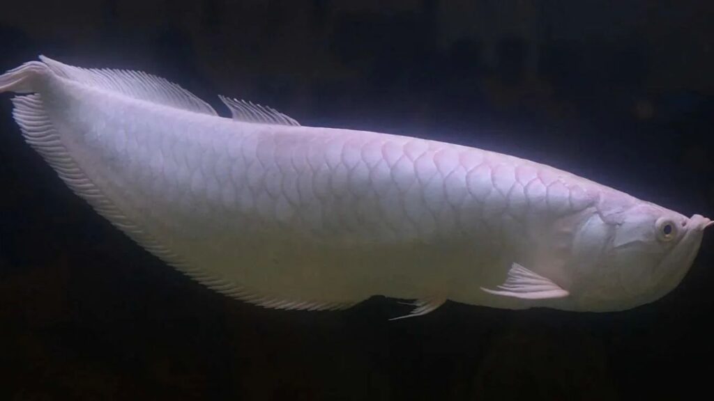 Silver Arowana