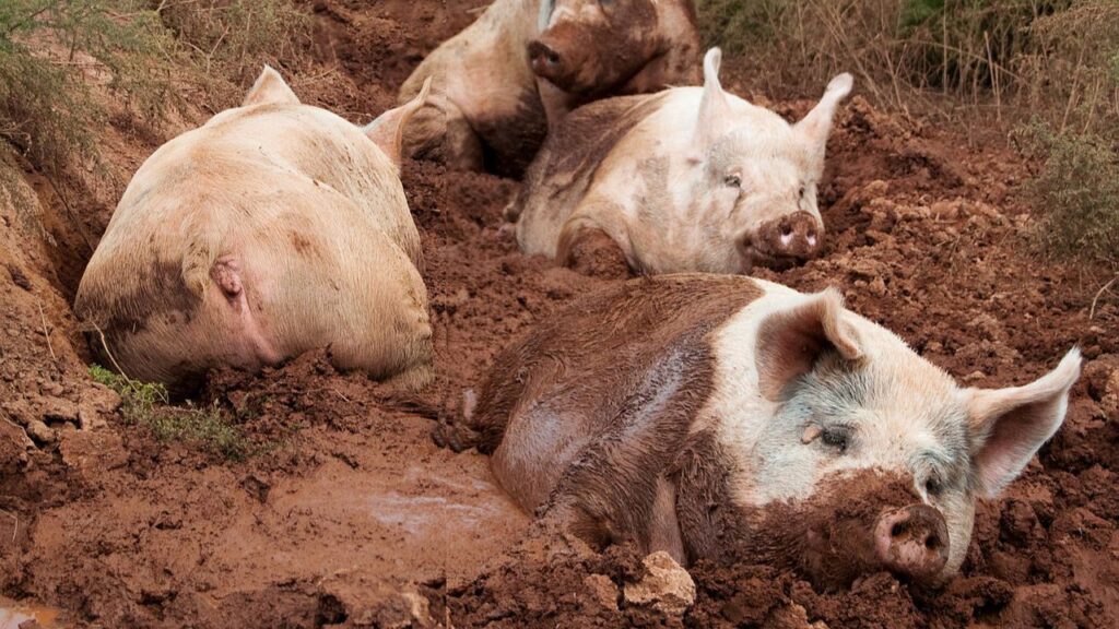 American Yorkshire pig